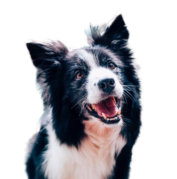 Clipping Magic example image