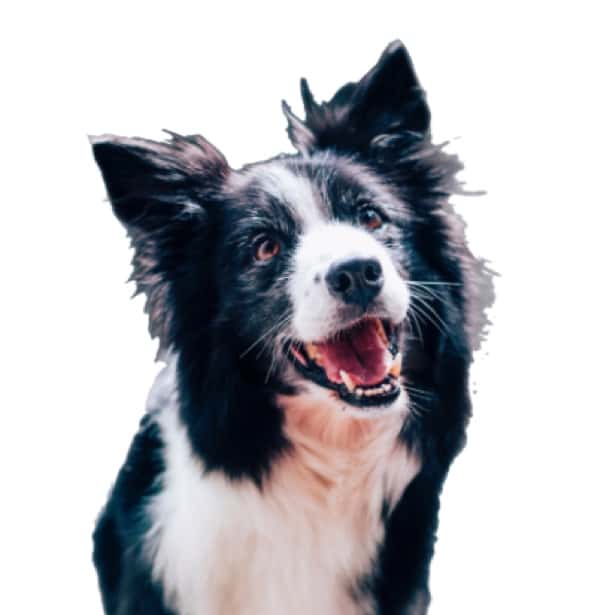 Competitor example image