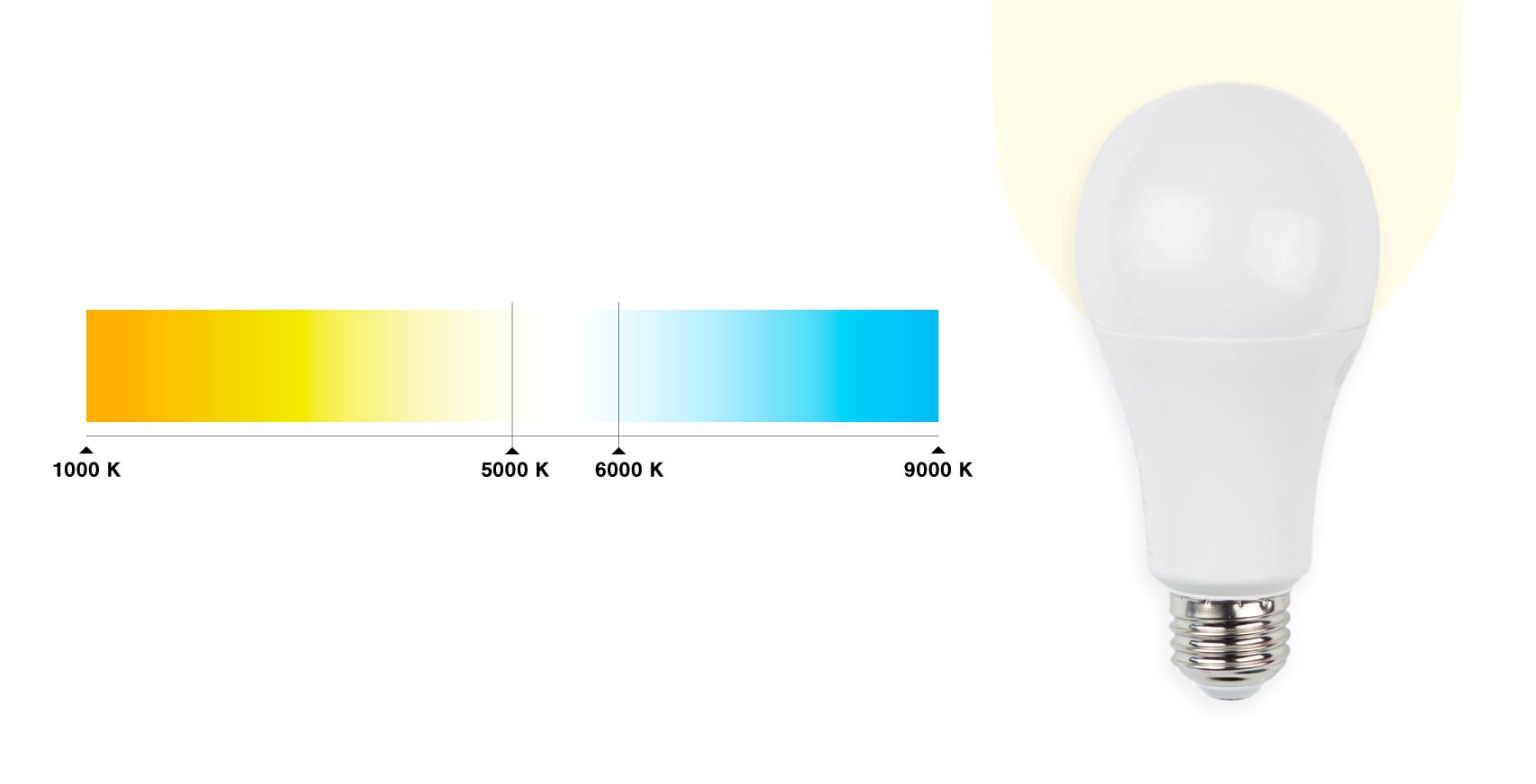 The lightbulbs we used with a 5000K color temp